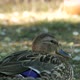 Duck lying on grass - VideoHive Item for Sale
