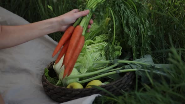 woman hand pulls a carrot out of a basket of vegetables