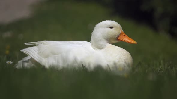 Close up shot of white duck with orange beak sitting in grass and enjoying the sun