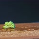 Delicious Fresh Broccoli Pieces Fall Down on Brown Board - VideoHive Item for Sale