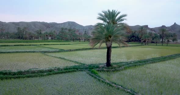 Alone date palm tree in the green rice paddy agriculture farmland fields separated by footpath roads