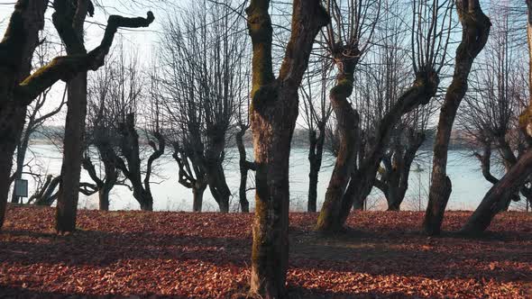 Old Linden Alley, Katvaru Manor Park, Latvia  Looks So Ghostly Spoky Like Fairy Tales. Linden Tree A