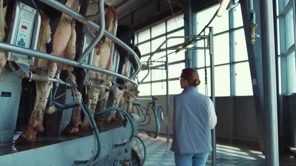 Woman Walking Cows Milking Parlour Rear View