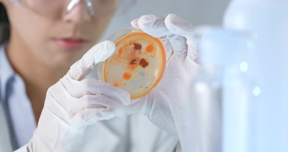 Scientist doing the experiment on petri dish 