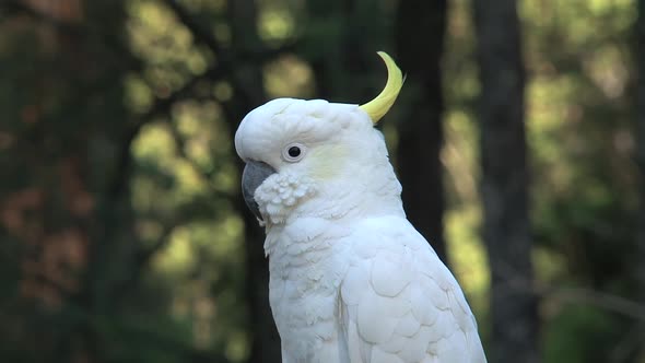 Close up from a Cockatoo in the Dandenong ranges