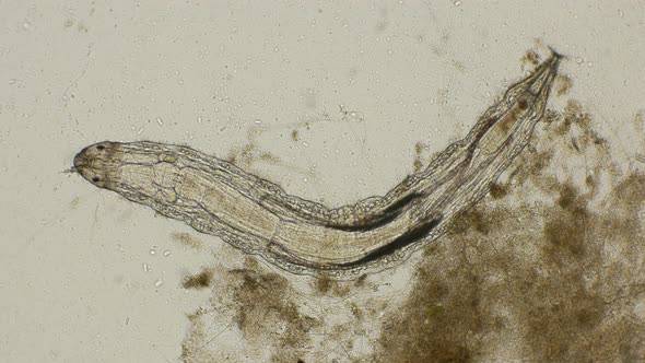 larva Chironomidae of lake midge  under a microscope