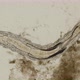 larva Chironomidae of lake midge  under a microscope - VideoHive Item for Sale