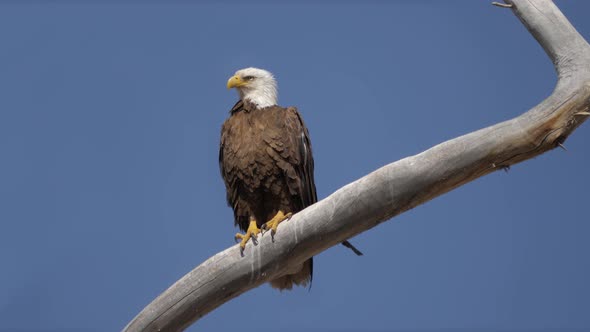 Cinemagraph Bald Eagle Perched on Branch