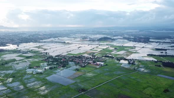 Aerial view paddy field at Penang with reflection in water 