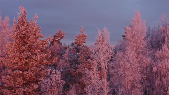 Forest at Sunrise