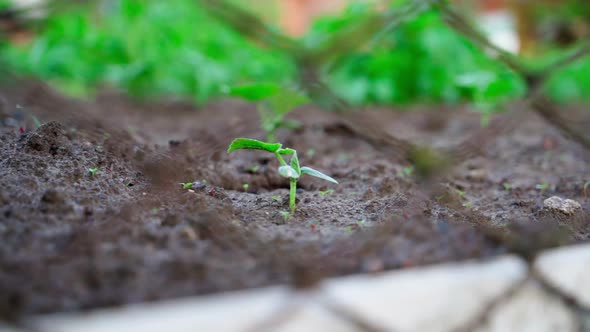 The First Sprout of a Cucumber From the Soil Grows in a Garden Bed Smooth Parallax with a Blurred