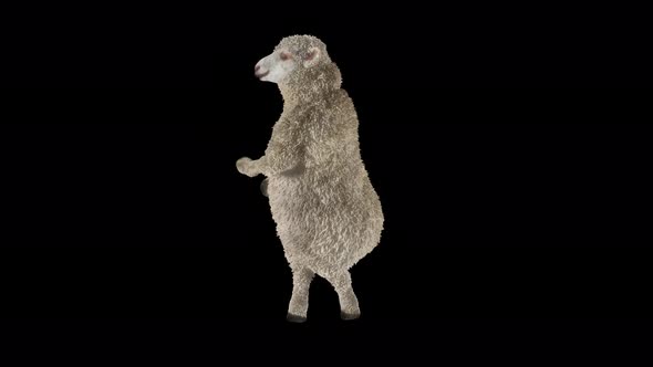 26 Sheep Dancing 4K