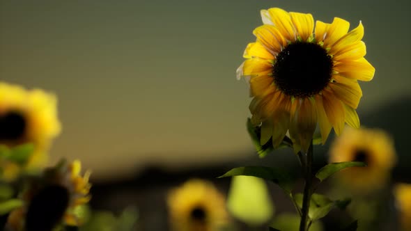 Sunflower Field on a Warm Summer Evening