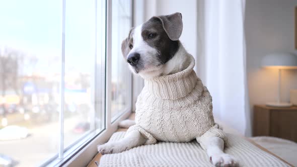 Dog Waiting For Her Family Looking Out The Window At Home