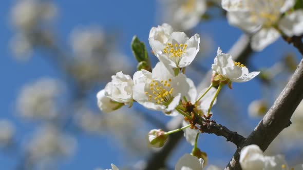 White blooming on a tree in early spring in the garden.