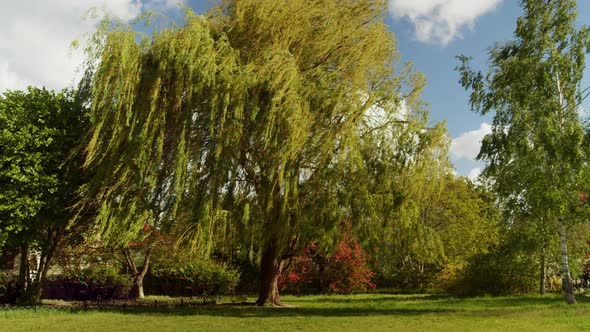 Stormy Wind Bends the Branches of a Willow Tree in the Park