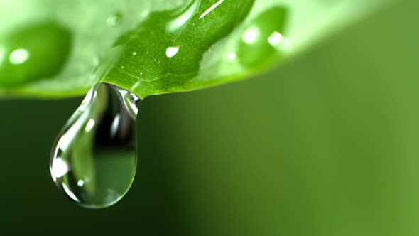 Super Slow Motion Shot of Water Droplet Falling From Fresh green Leaf at 1000 fps.