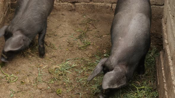 Domestic  pigs in the barn 4K 2160p 30fps UltraHD footage - Sus genus animals close-up 3840X2160 UHD