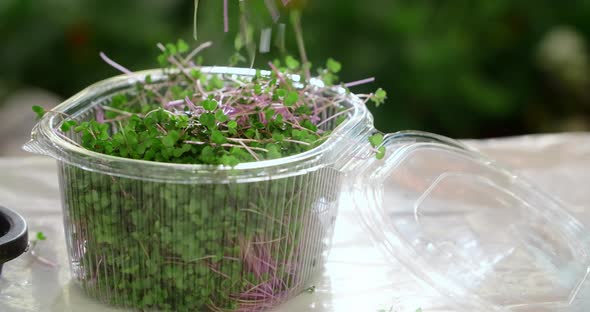 The Collecting and Packing the Sprouts of Microgreens Vertical Farming Microgreens Harvest