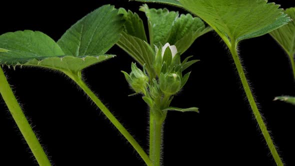 Blooming Strawberries on a Black Background Time Lapse Macro Shooting Alpha Channel  Video