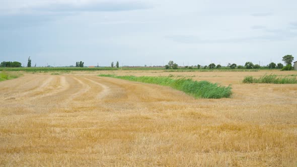 Wheat Field Cut with Green Grass