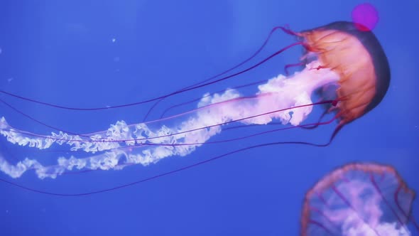 Jellyfish swimming in an aquarium