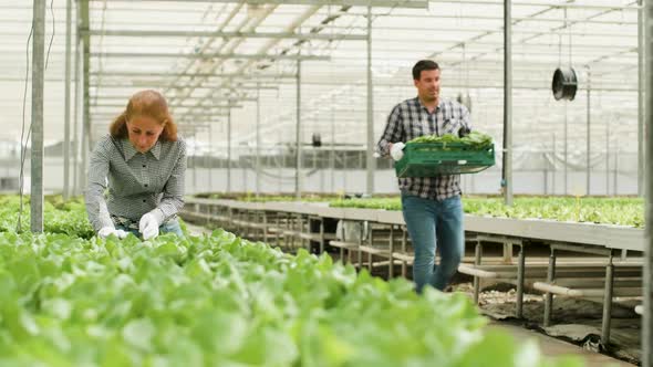 Farm Worker Carry a Box of Green Salad in a Greenhouse