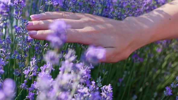 The woman's hand gently touches the flowers of the lavender field.