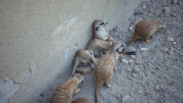 Meerkats relaxing a sunny day against a wall