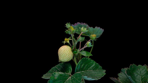 Strawberry Berries Ripen on the Bush Increases in Size and Blushes