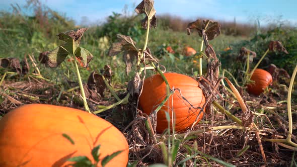 Dolly push in on large pumpkin on withering vines with blue sky background.