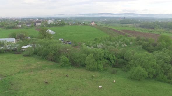 Small Village Outside City. Pets Graze in Meadow, Aerial View