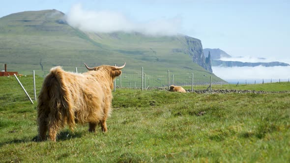 Stunning View of Foggy Trollkonufingur Witches Finger with a Mountain Cow