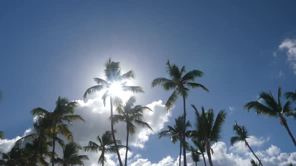Sun Light Through Top of Coconut Palm Trees