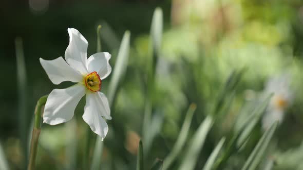 Shallow DOF easter daffodil plant  4K 2160p 30fps UltraHD footage - Spring  blooming  Narcissus poet