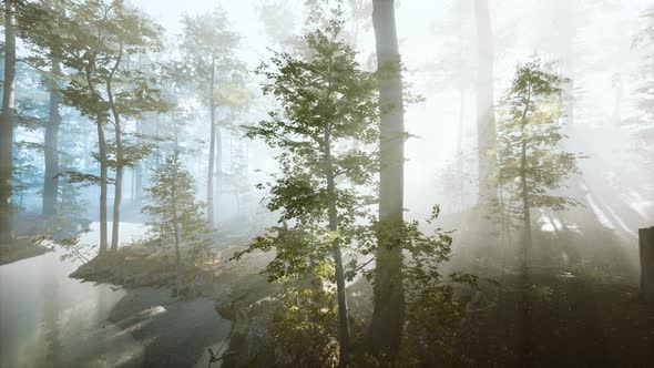 Panoramic View of the Majestic Forest in a Morning Fog