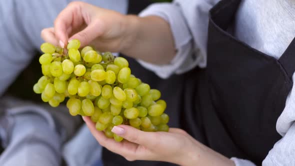 Woman farmer holding freshly harvested bunch of green grapes in vineyard, close up