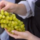 Woman farmer holding freshly harvested bunch of green grapes in vineyard, close up - VideoHive Item for Sale