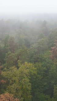 Vertical Video Fog in the Forest Aerial View