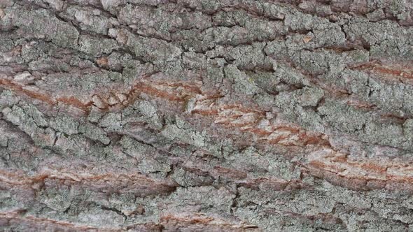 Tree Bark Texture Close Up Slow Motion