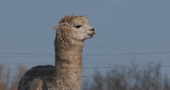 Alpaca Standing Still White Fluffy Domesticated Animal