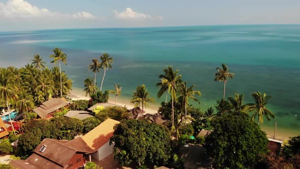 Palms on Beach Near Blue Sea. Drone View of Tropical Coconut Palms Growing on Sandy Shore