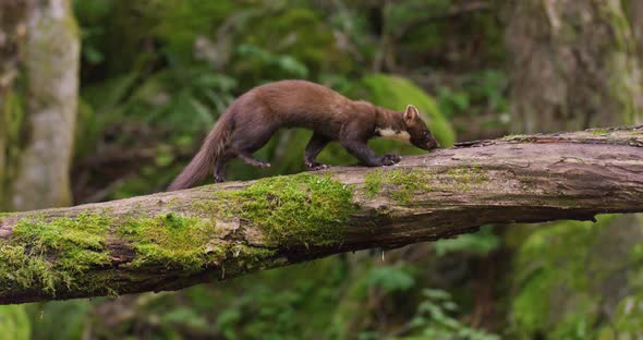 European Pine Marten Walking Over Overturned Tree Looking for Food