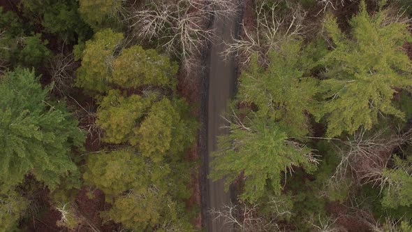 Aerial drone video footage top down view of a spring tree canopy and dirt road in the Appalachian mo