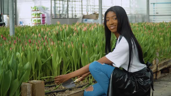 Beautiful Young African American Girl in a White Shirt and Black Apron Thins Tulip Sprouts
