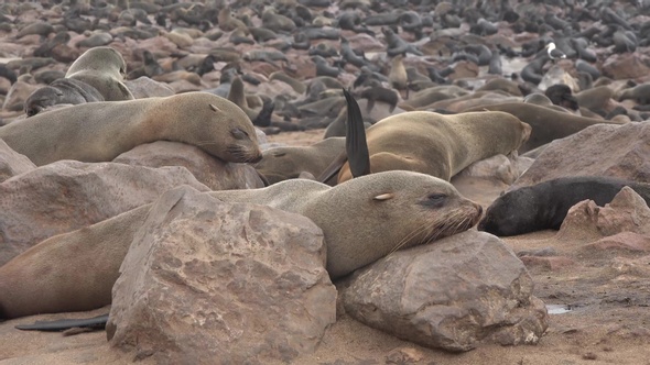 Seals on the rocky shore. Seals playing on shore. Ocean wildlife.