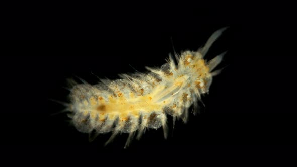 Harmothoe Sp. Under the Microscope, of the Polynoidae Family, This Genus Has Bioluminescent Species