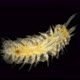 Harmothoe Sp. Under the Microscope, of the Polynoidae Family, This Genus Has Bioluminescent Species - VideoHive Item for Sale