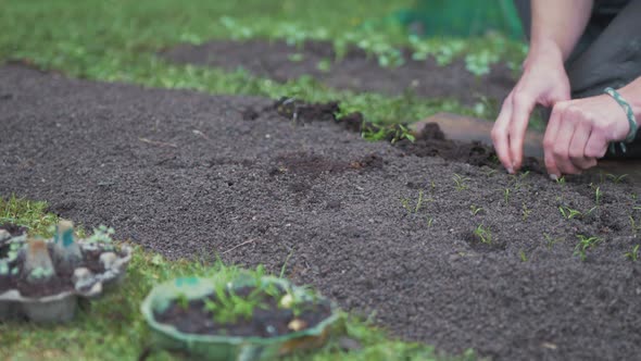 Transplanting young carrot seedlings into fine garden soil