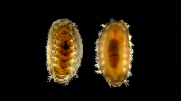 Mollusca Acanthochitona Sp. Under the Microscope, Class Polyplacophora